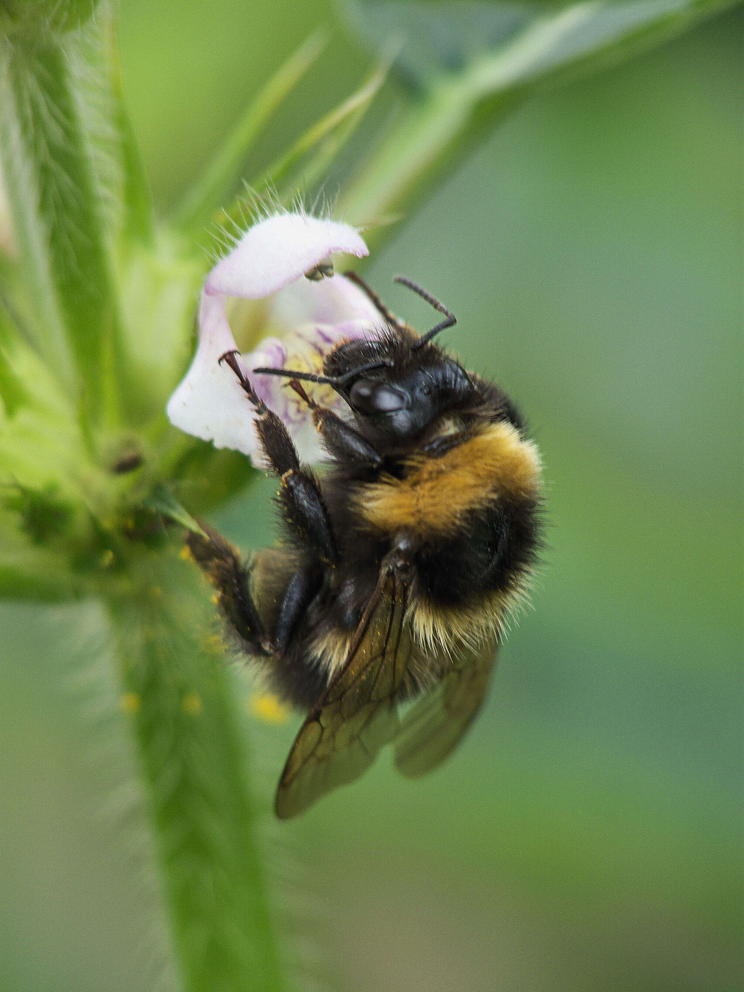 Image of Small garden bumblebee