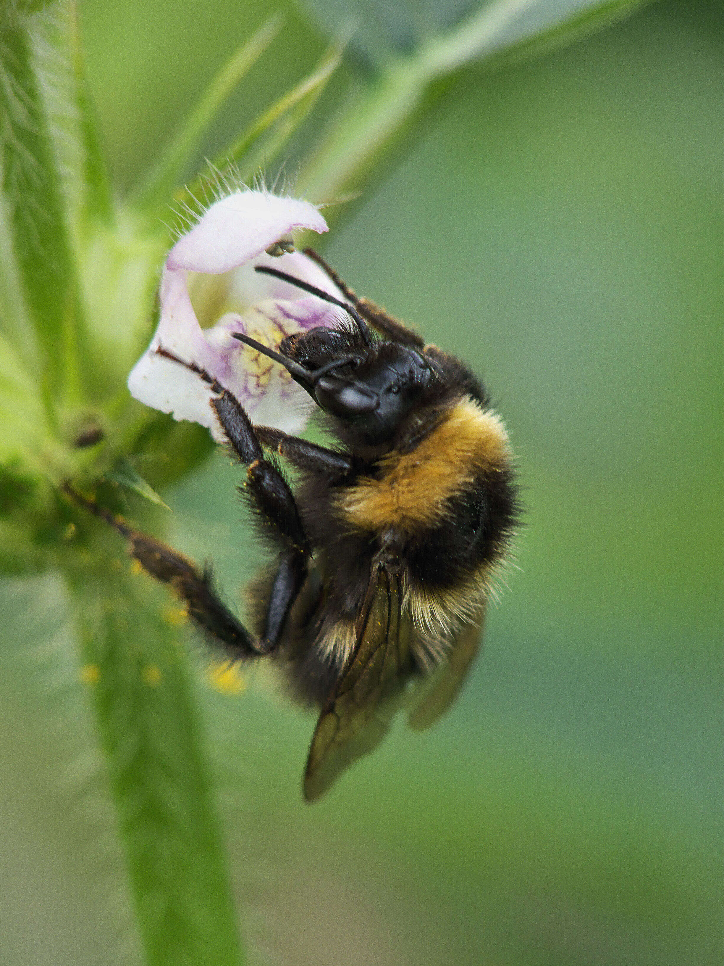 Image of Small garden bumblebee