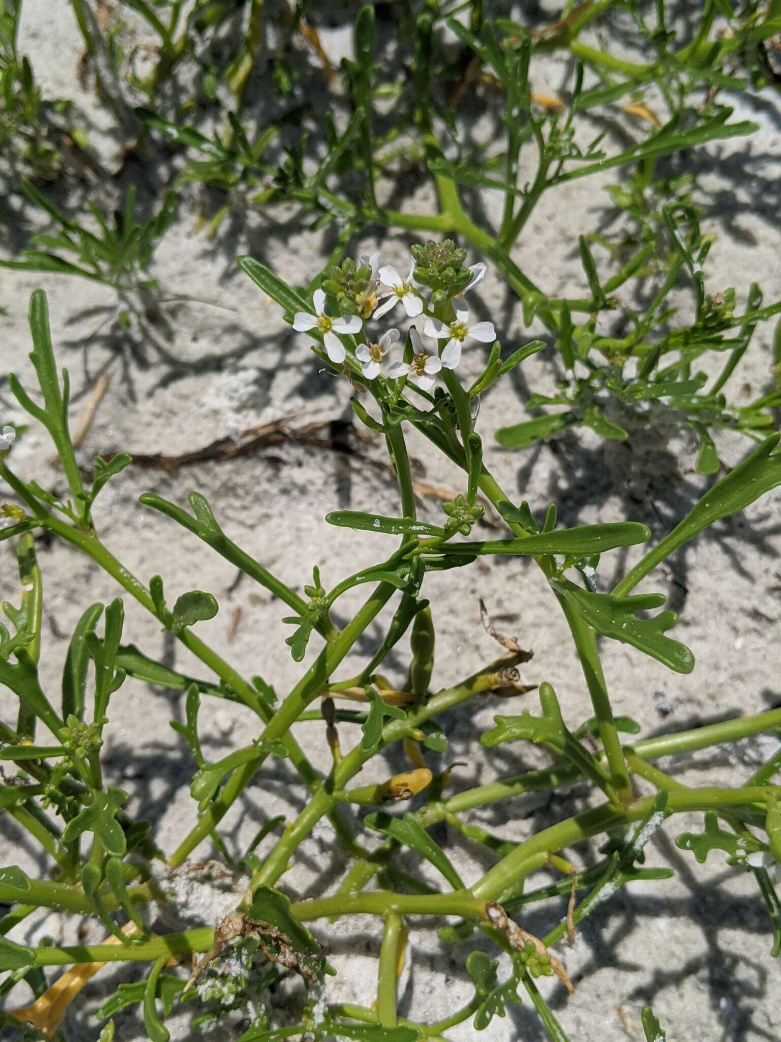 Image de Cakile lanceolata (Willd.) O. E. Schulz