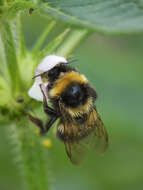 Image of Small garden bumblebee