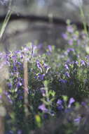 Image of Gray-Leaf Skullcap