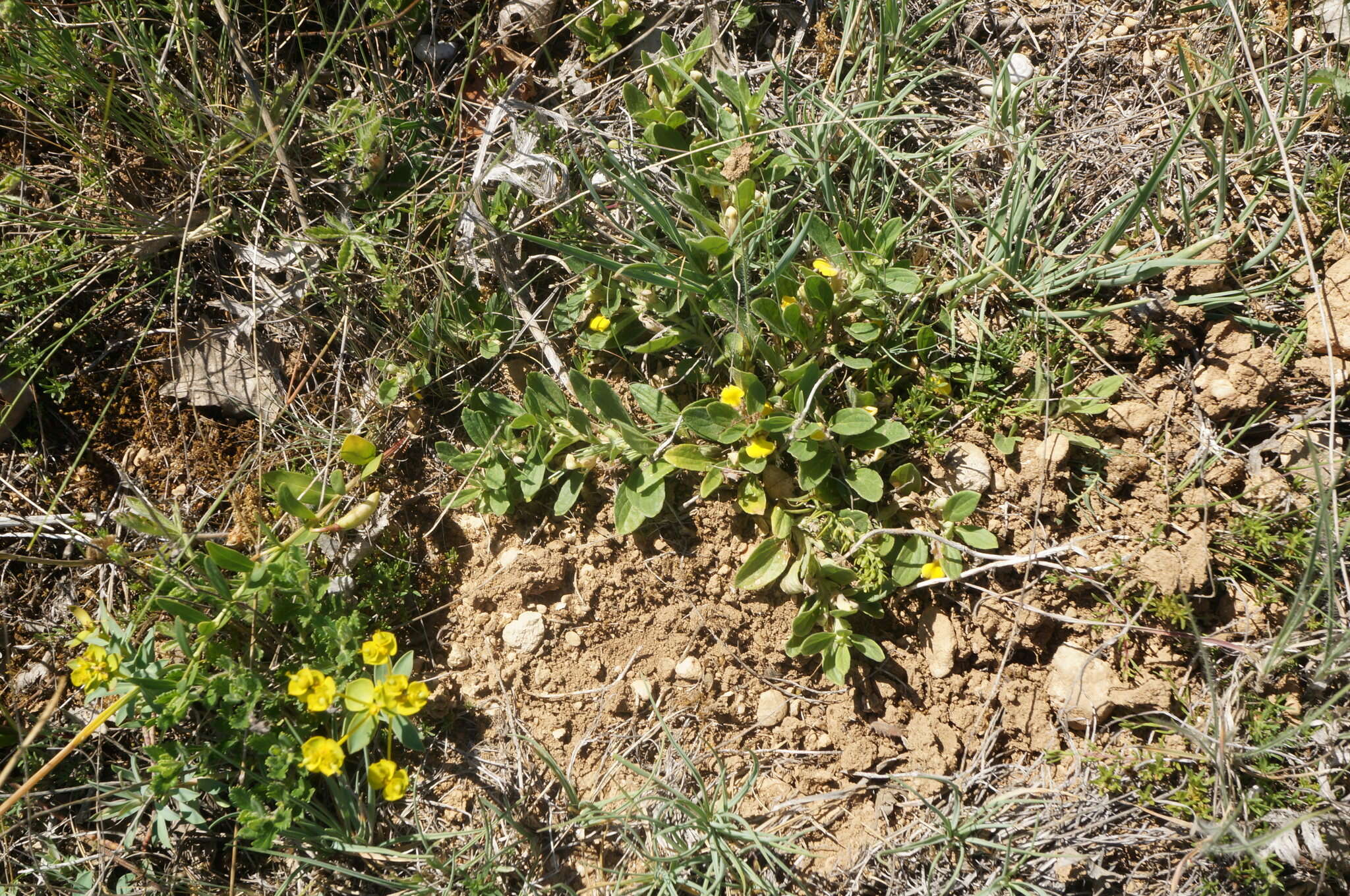 Image of Ajuga salicifolia (L.) Schreb.