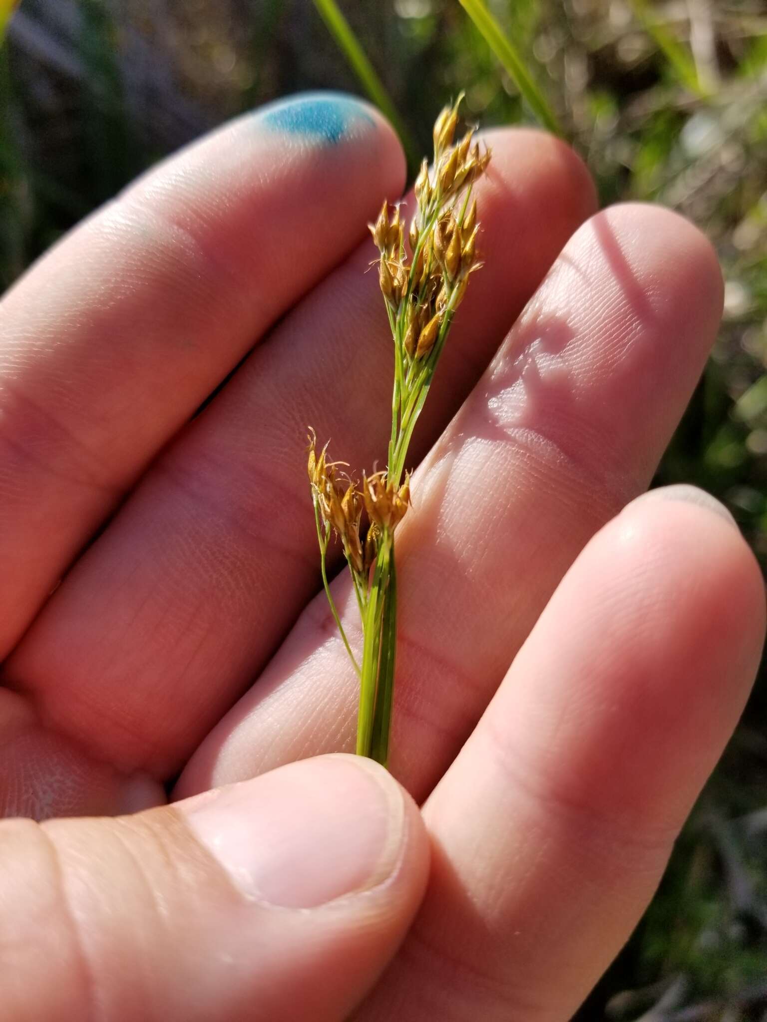 Image of anglestem beaksedge