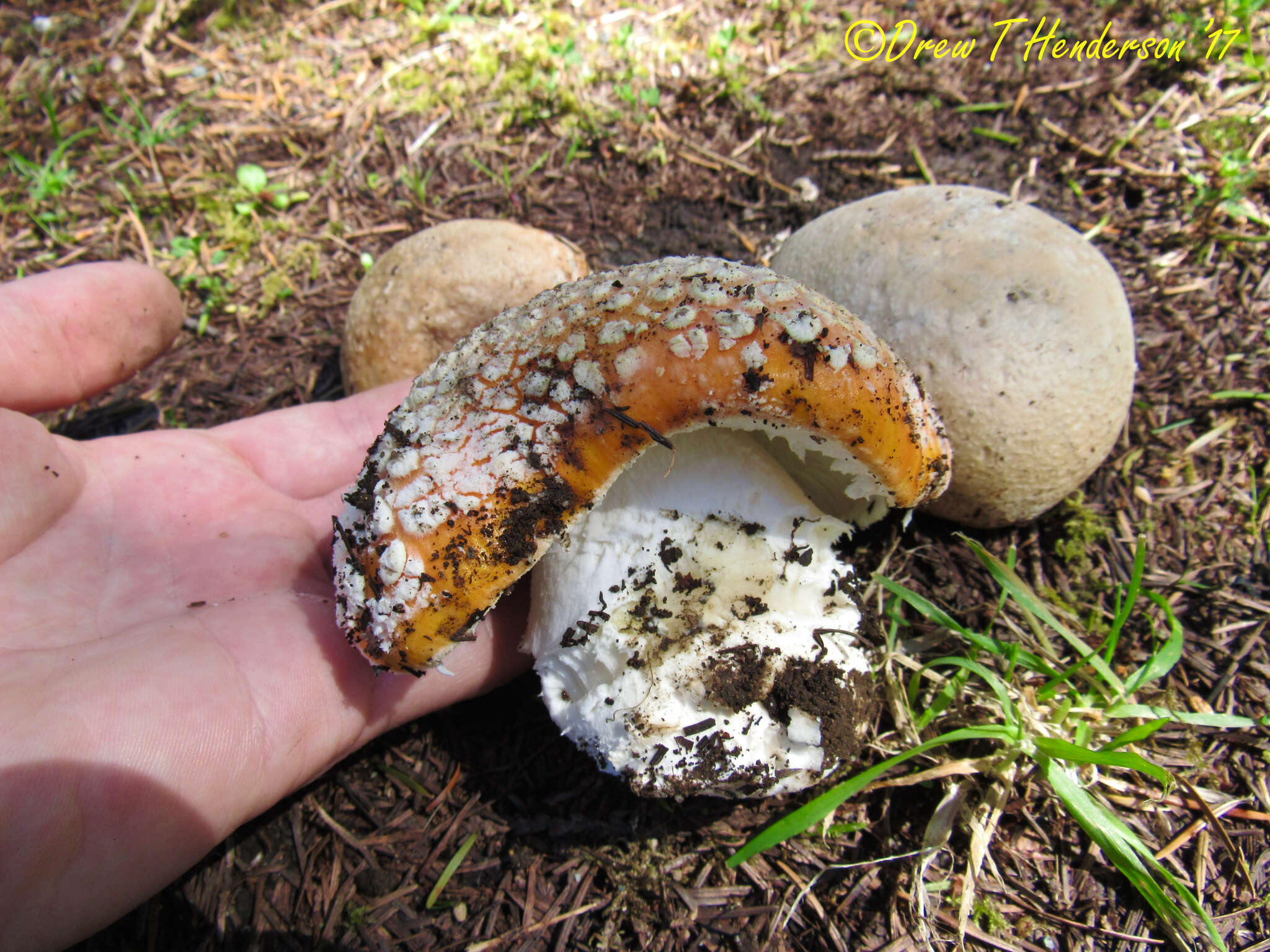 Image of Amanita aprica J. Lindgr. & Tulloss 2005