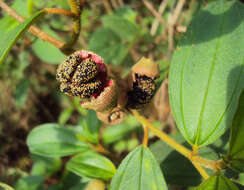 Image of Malabar melastome