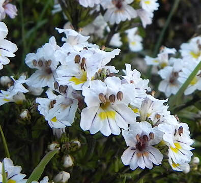 Image of Euphrasia meiantha Clos