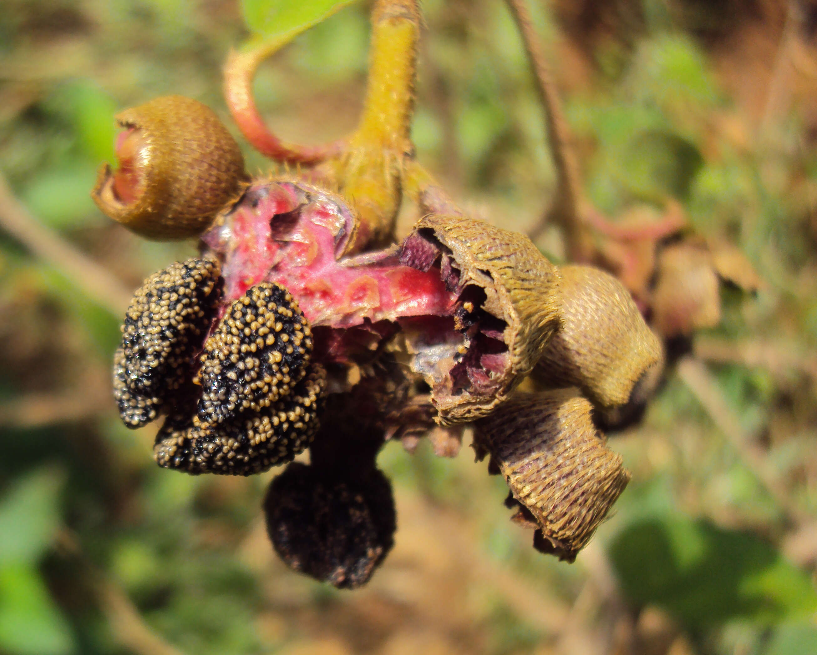 Image of Malabar melastome