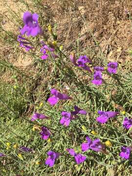 Image of foothill beardtongue