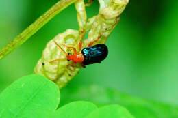 Image of Cereal leaf beetle