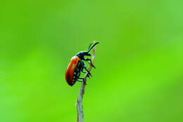 Image of Scarlet lily beetle