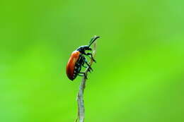 Image of Scarlet lily beetle