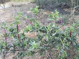 Image of Ruschiella argentea (L. Bol.) Klak