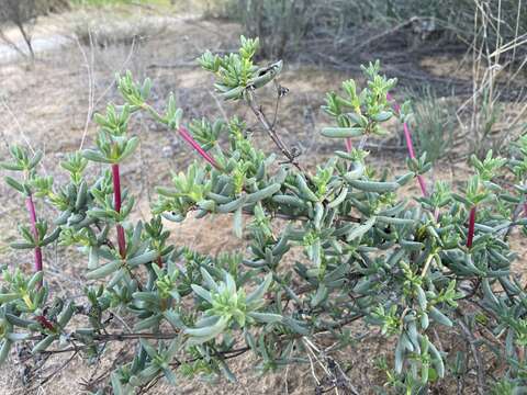 Image of Ruschiella argentea (L. Bol.) Klak