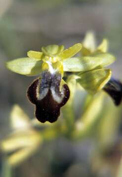 Image of Dark bee orchid