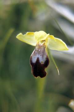 Image of Dark bee orchid