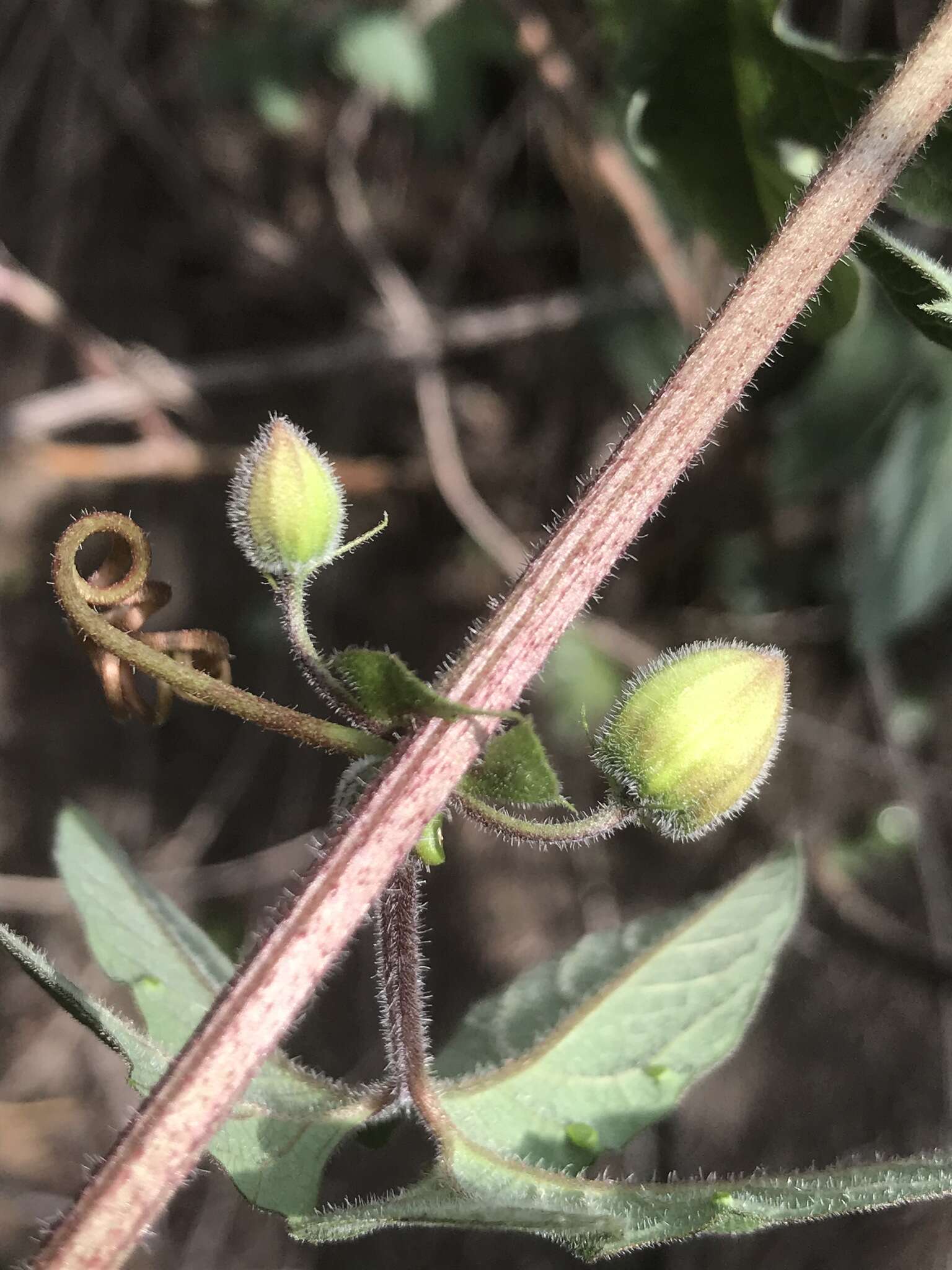 Слика од Passiflora exsudans Zucc.