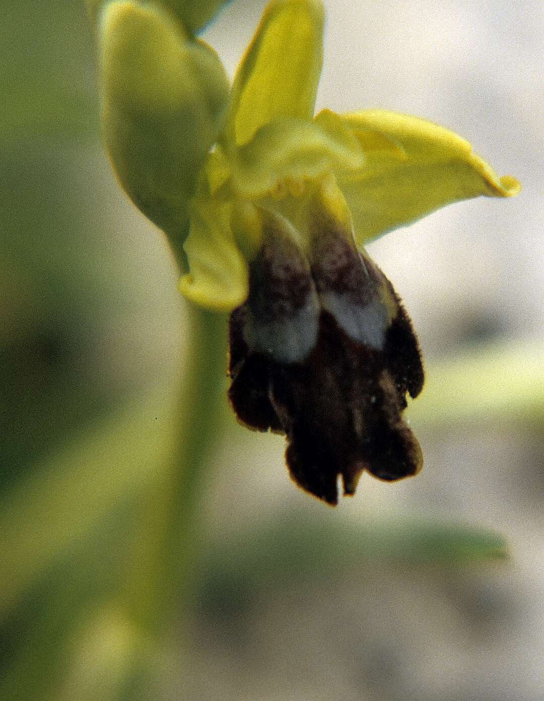 Image of Dark bee orchid