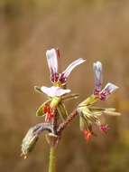 Image of Rock pelargonium