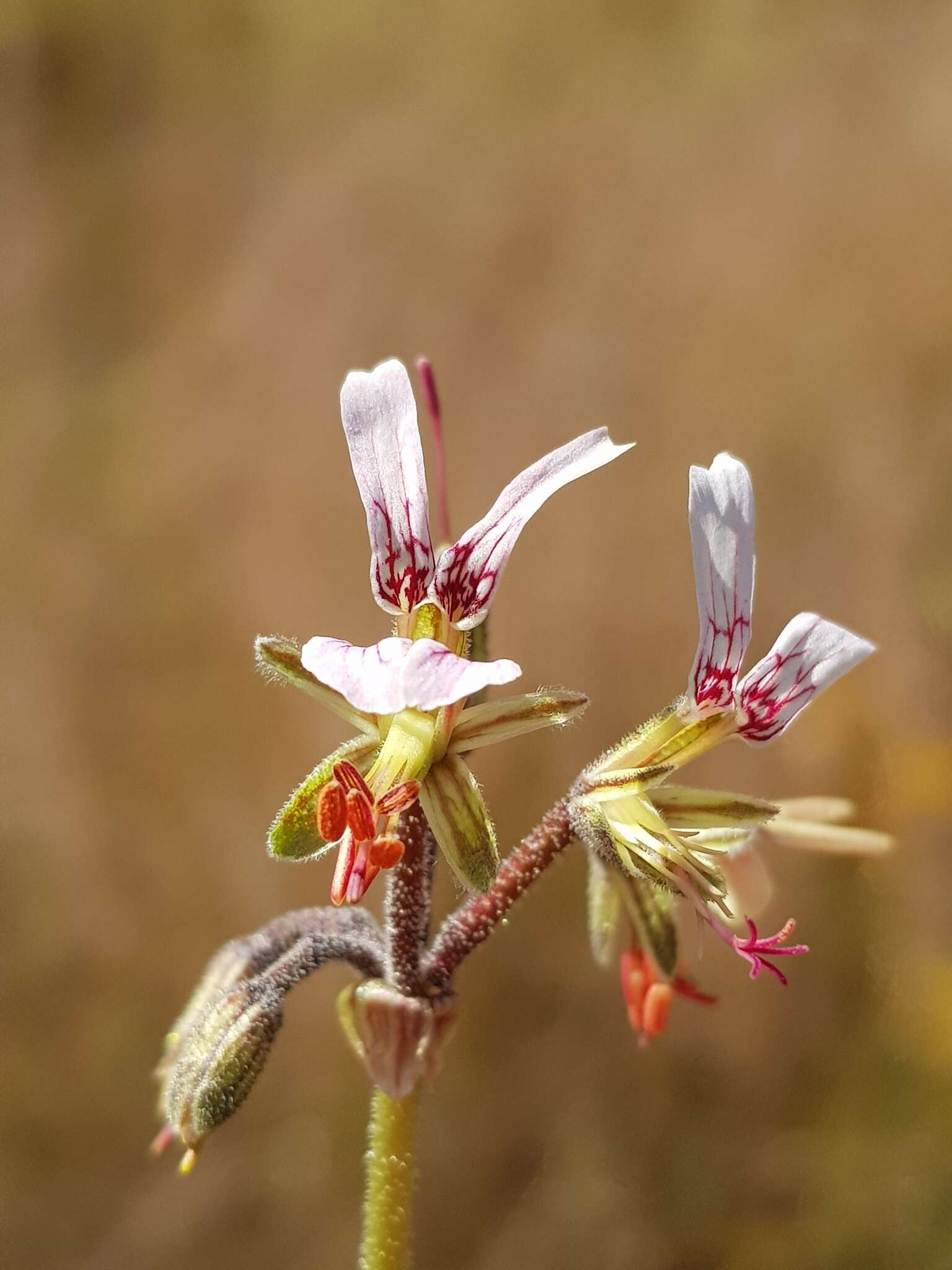 Image of Rock pelargonium