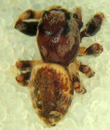 صورة Metaphidippus chera (Chamberlin 1924)