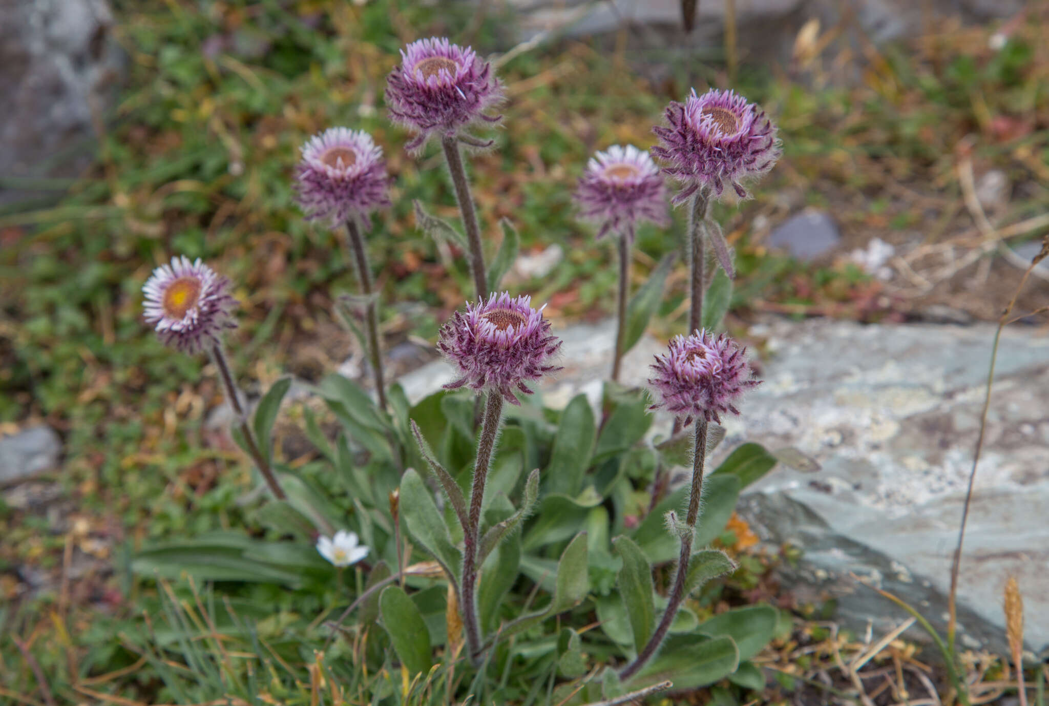 Image of Erigeron eriocalyx (Ledeb.) Vierhapper