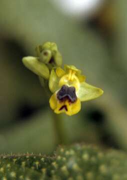 Image of Yellow Ophrys