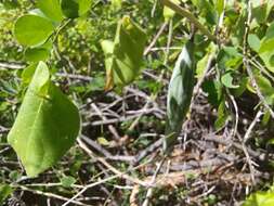 Image of Sonoran milkvine