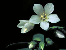 Image de Polemonium vanbruntiae Britton