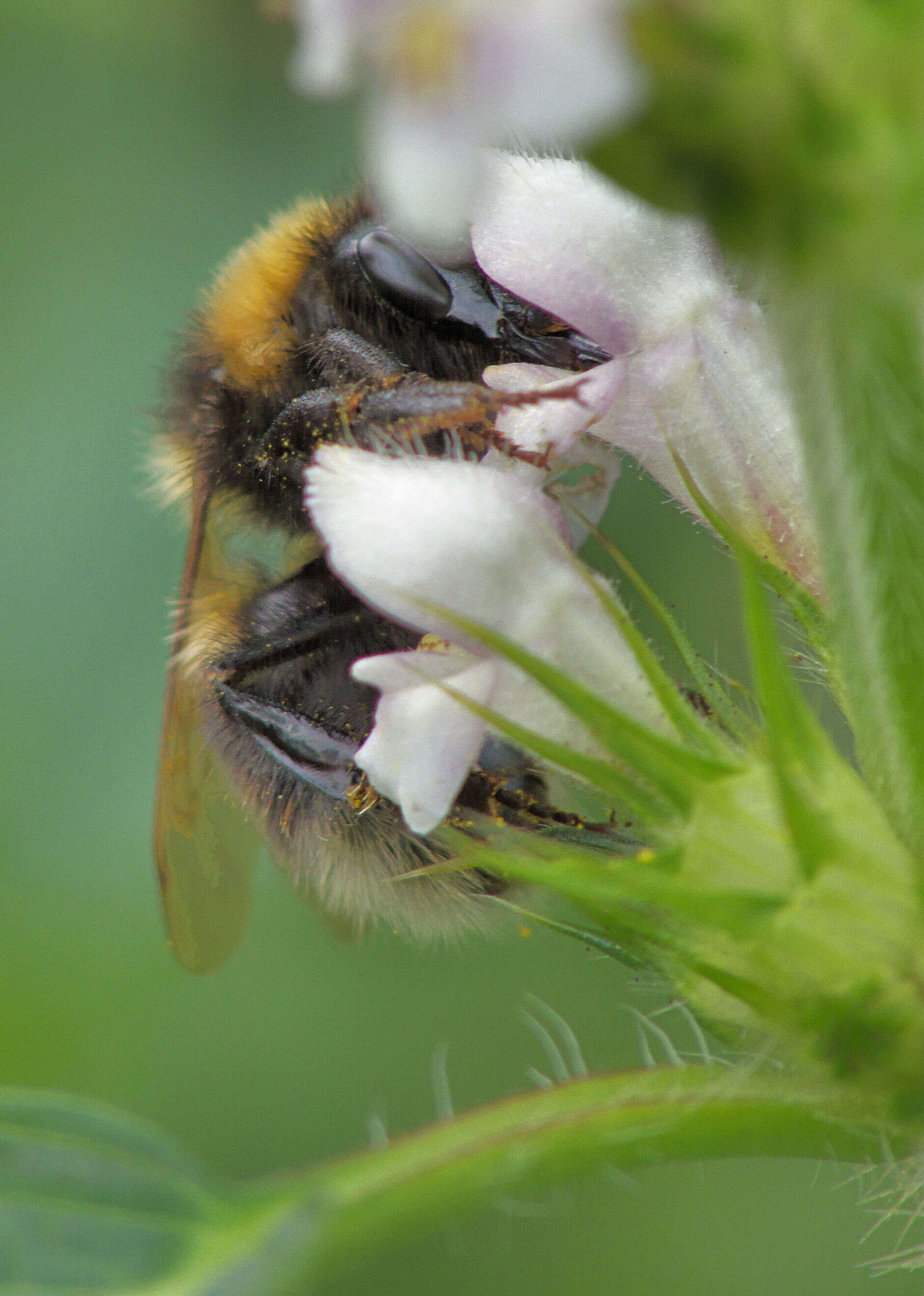 Image of Small garden bumblebee