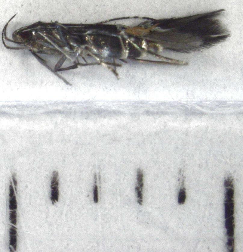 Image of Cosmopterix attenuatella Walker 1864