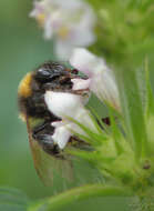 Image of Small garden bumblebee