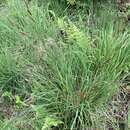 Image of Carex binervis Sm.