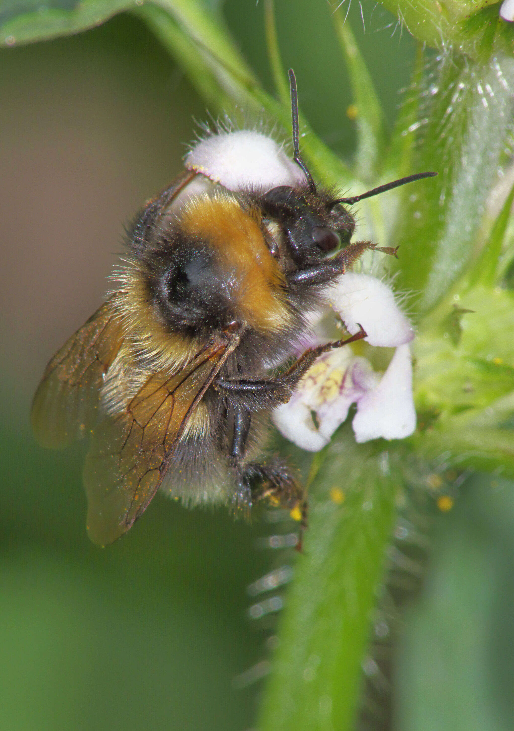 Image of Small garden bumblebee