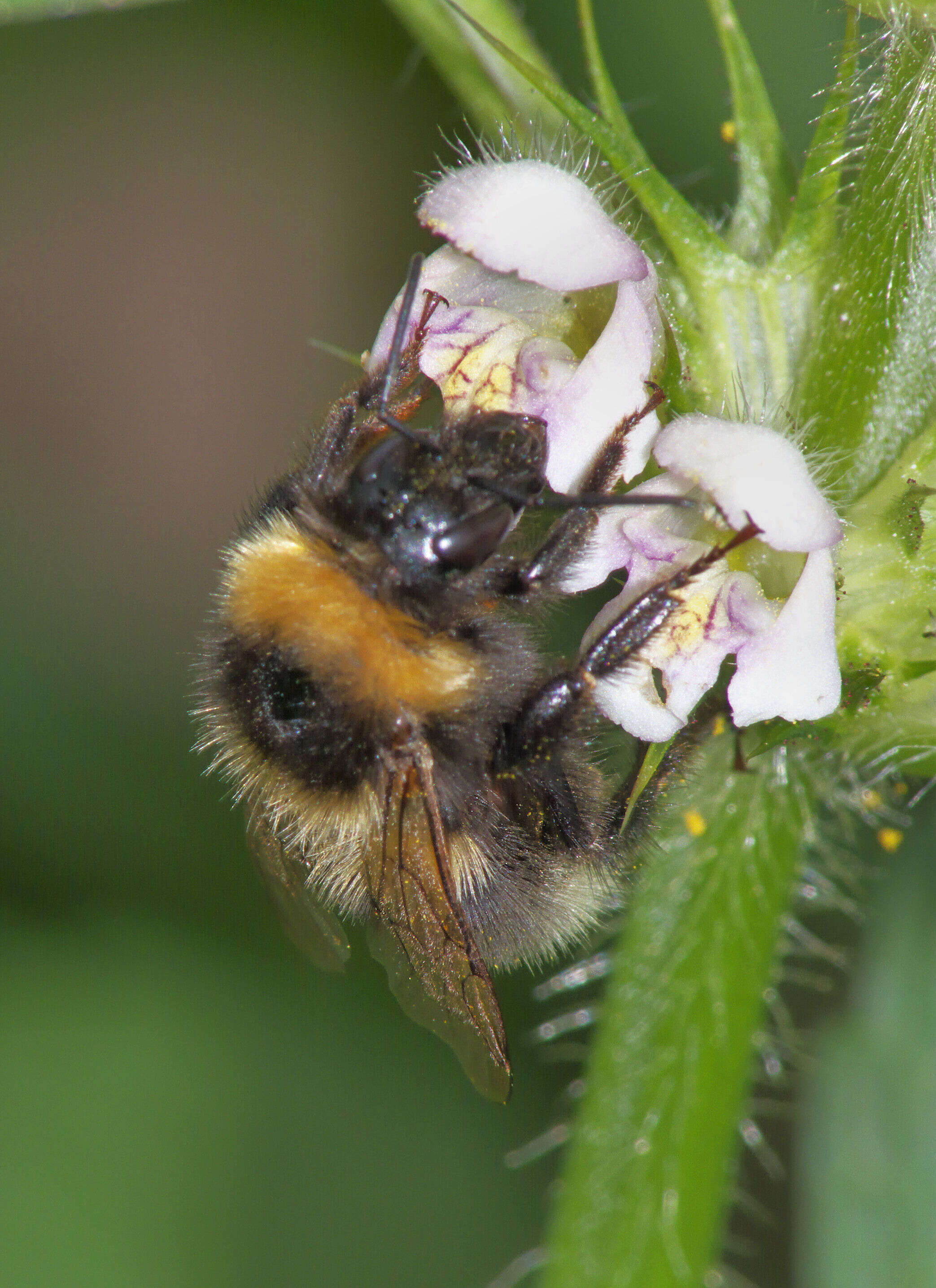 Image of Small garden bumblebee