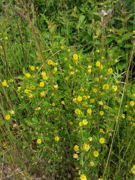 Image of golden clover