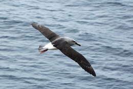 Image of Grey-headed Albatross