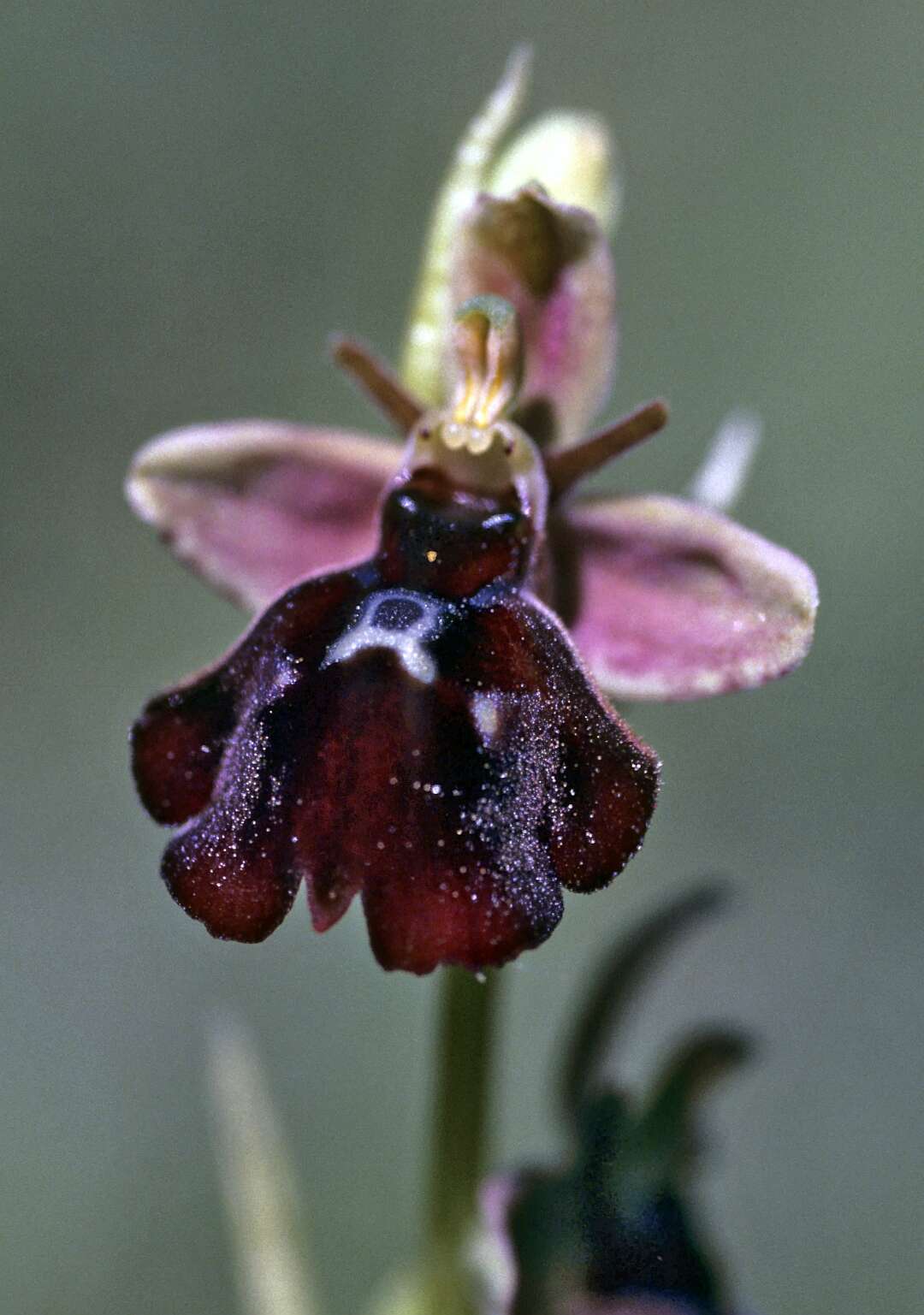 Image of Fly orchid