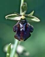 Слика од Ophrys insectifera L.