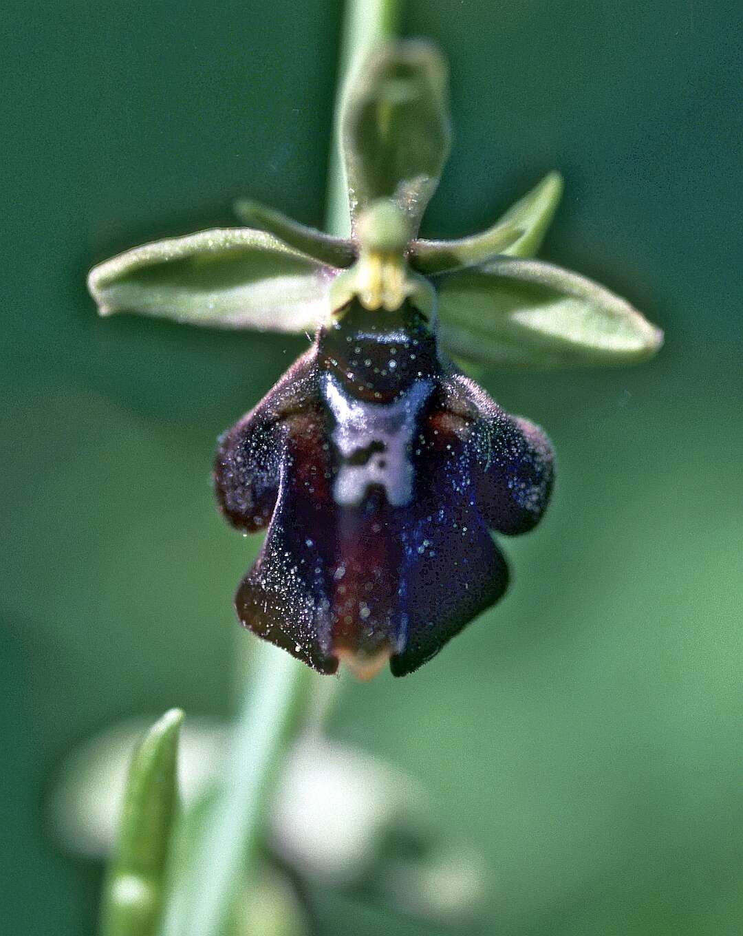 Image of Fly orchid