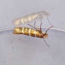 Imagem de Argyresthia trifasciata Staudinger 1871