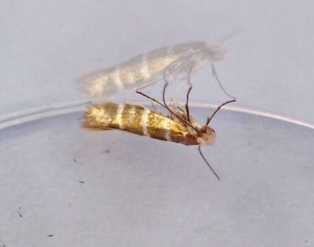 Imagem de Argyresthia trifasciata Staudinger 1871