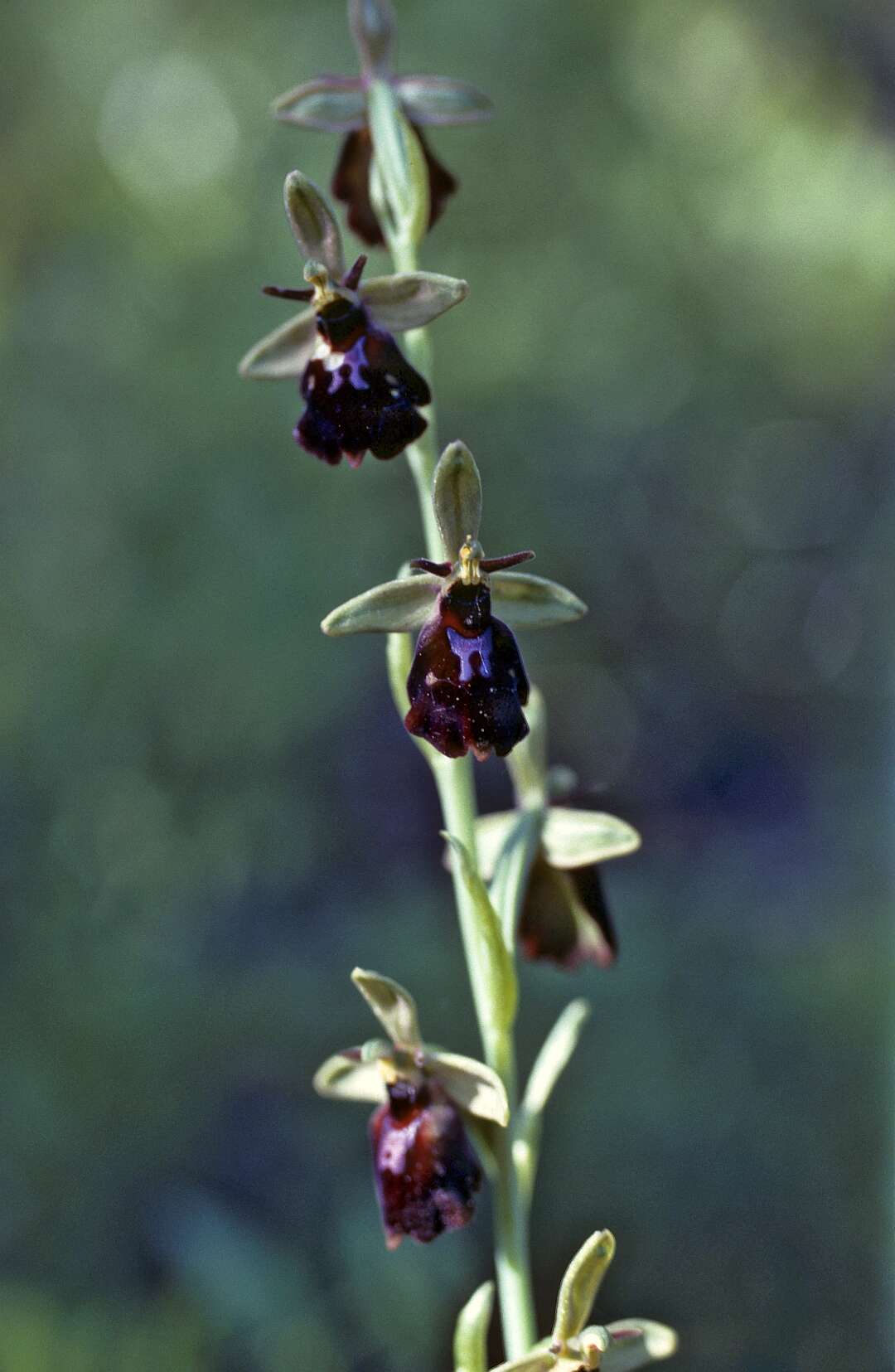 Слика од Ophrys insectifera L.