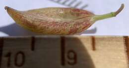 صورة Astragalus salmonis M. E. Jones