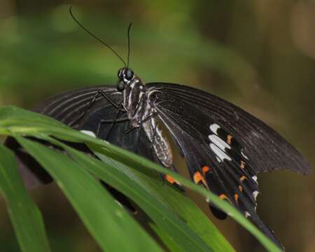 Papilio helenus Linnaeus 1758 resmi