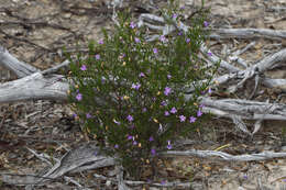 Image de Eremophila drummondii F. Muell.