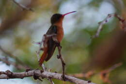 Image of Cinnamon Hummingbird