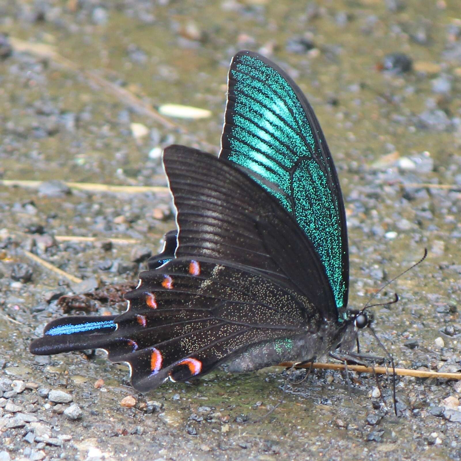 Image de Papilio maackii Ménétriés 1859