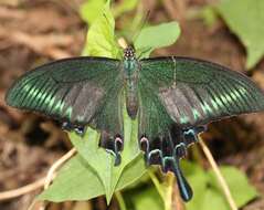 Image de Papilio maackii Ménétriés 1859