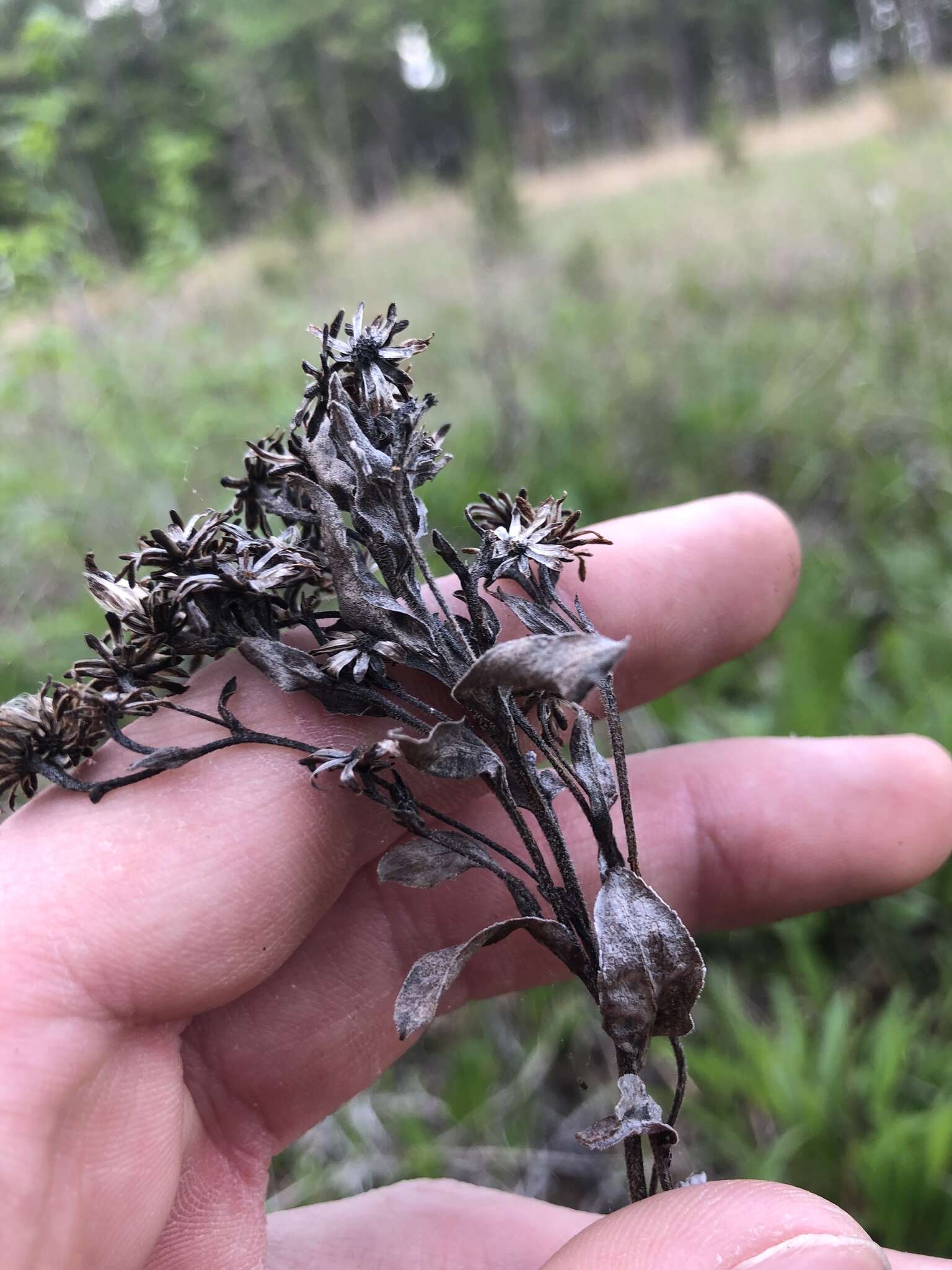 Image of Solidago rigida subsp. glabrata (Braun) S. B. Heard & J. C. Semple