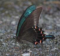 Image de Papilio maackii Ménétriés 1859